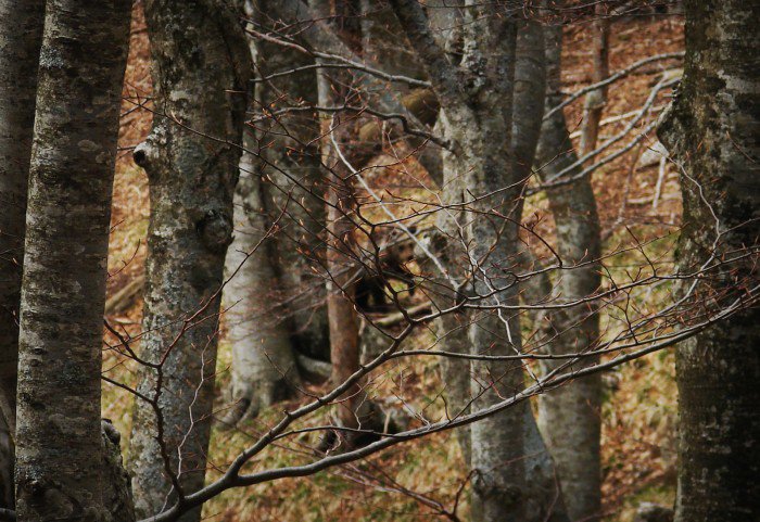 Bear, South Velebit